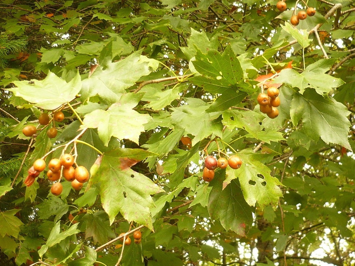 Sorbus torminalis (Rosaceae)